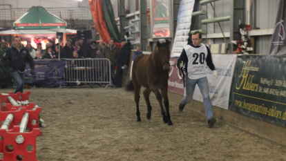 25 Fohlen wurden beim 27. Fohlenchampionat des Reitervereins Ganderkesee pr&auml;sentiert.