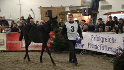 25 Fohlen wurden beim 27. Fohlenchampionat des Reitervereins Ganderkesee pr&auml;sentiert.