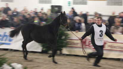 25 Fohlen wurden beim 27. Fohlenchampionat des Reitervereins Ganderkesee pr&auml;sentiert.