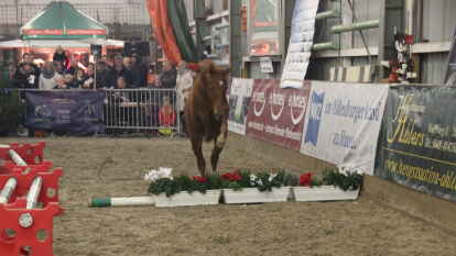 25 Fohlen wurden beim 27. Fohlenchampionat des Reitervereins Ganderkesee pr&auml;sentiert.