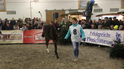25 Fohlen wurden beim 27. Fohlenchampionat des Reitervereins Ganderkesee pr&auml;sentiert.