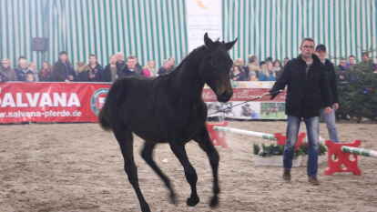 25 Fohlen wurden beim 27. Fohlenchampionat des Reitervereins Ganderkesee pr&auml;sentiert.