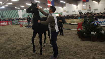 25 Fohlen wurden beim 27. Fohlenchampionat des Reitervereins Ganderkesee pr&auml;sentiert.