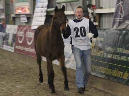 25 Fohlen wurden beim 27. Fohlenchampionat des Reitervereins Ganderkesee pr&auml;sentiert.