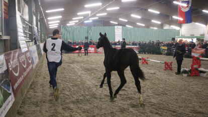 25 Fohlen wurden beim 27. Fohlenchampionat des Reitervereins Ganderkesee pr&auml;sentiert.