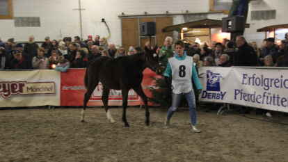 25 Fohlen wurden beim 27. Fohlenchampionat des Reitervereins Ganderkesee pr&auml;sentiert.