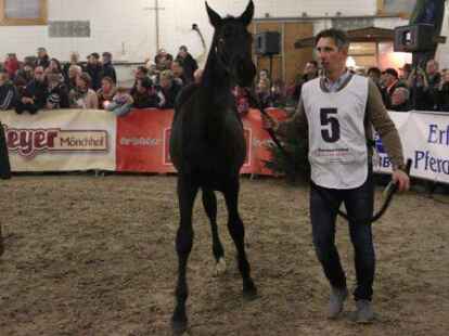 25 Fohlen wurden beim 27. Fohlenchampionat des Reitervereins Ganderkesee pr&auml;sentiert.