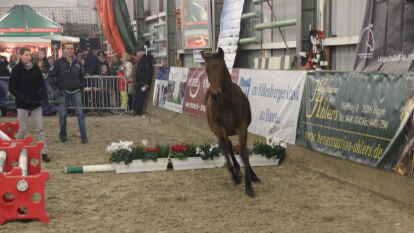 25 Fohlen wurden beim 27. Fohlenchampionat des Reitervereins Ganderkesee pr&auml;sentiert.
