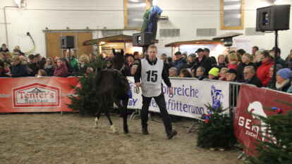 25 Fohlen wurden beim 27. Fohlenchampionat des Reitervereins Ganderkesee pr&auml;sentiert.