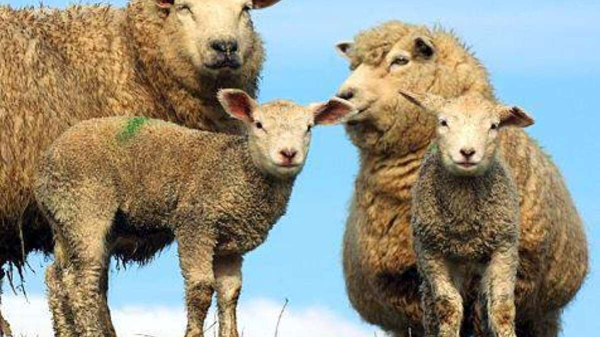Immer mehr Schafe in Niedersachsen