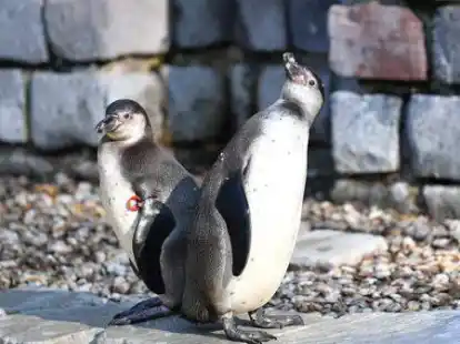 Ein solcher Humboldt-Pinguin ist aus dem Gehege im Mannheimer Zoo verschwunden. Sp&auml;ter wurde er tot aufgefunden.