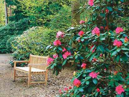 rhododendron hybride rosa Rhododendron Roseum Elegans | 60-80 cm mit Wurzelballen main image 1