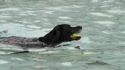 Ein tierischer Spaß war das erste Hundeschwimmen im Wildeshauser Freibad. Knapp 100 Tiere kamen mit Frauchen und Herrchen.
