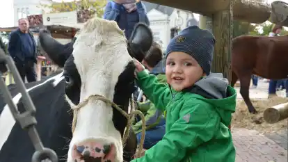 Keke (2 Jahre) aus Schortens streichelt eine Kuh auf dem Br&uuml;llmarkt in Jever