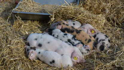 Viele Tiere auf dem Br&uuml;llmarkt in Jever