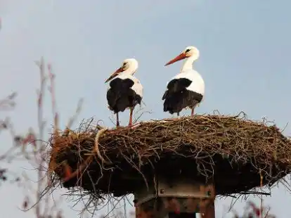 Die beiden St&ouml;rche f&uuml;hlen sich offenbar wohl in Eckwarden. Zumindest sind sie eifrig dabei, das Nest weiter auszubauen.