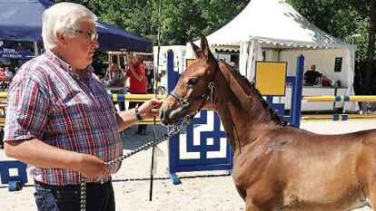 Zusprache kurz vor der Bewertung auf dem Platz: Rolf Klockgether mit seinem Fohlen.