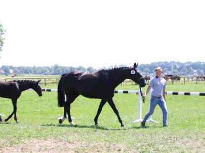 Fohlenschau Sosath