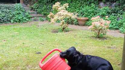 Wir verbringen mit unserem Hund Tammy den Urlaub zuhause. Der Garten will auch gepflegt und gegossen werden, meint unsere Leserin Karina Bode.