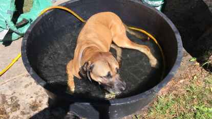 Das ist Balou im Urlaub auf unseren neu erworbenen Campingplatz in Timmel, schreibt uns Silke Westendorf aus Edewecht.