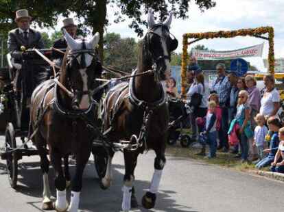 Pferdegespann an der Spitze des Umzuges.