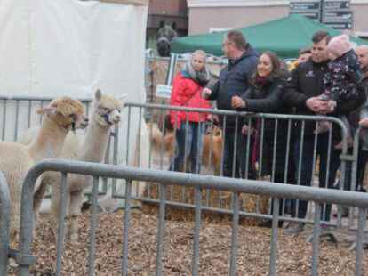 Auch Alpakas waren beim G&auml;nsemarkt zu sehen.