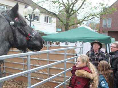 Erkl&auml;rte den Besuchern Besonderheiten eines niederl&auml;ndischen Zugpferdes: Hans-J&uuml;rgen Brandt (mit Hut) aus Wildeshausen.