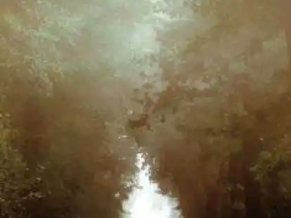 <p>        Endzeitfilm oder herbstliche Ruhe: Diese Fotografie eines  einsamem Rehs entstand auf einer einsamen Stra&szlig;e in Bokelesch..     </p>