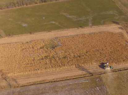 W&auml;hrend der Ernte im Fr&uuml;hjahr: Elefantengrasfeld in Ihausen