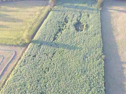 Zwei Hektar gro&szlig;: Elefantengrasfeld in Ihausen