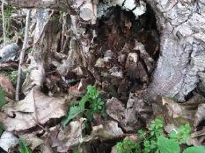Mehrere B&auml;ume im Bereich M&uuml;llschart weisen teils starke M&auml;ngel auf. Gut zu erkennen ist an diesem Exemplar die F&auml;ule und Zersetzung des Holzkerns am Stammfu&szlig;.