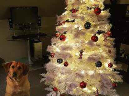 Ganz in Wei&szlig;: Auch Haustier &bdquo;Libby&ldquo; findet den intensiv leuchtenden Weihnachtsbaum von&emsp;Ronja Heitmann h&ouml;chst interessant.