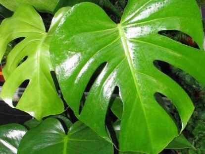 Philodendron - klteempfindlich