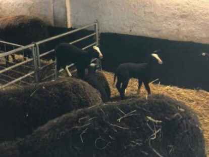 Auf ihrem Hof halten die Sch&auml;fer Tiere der Rasse &bdquo;Zwartbles&ldquo;.