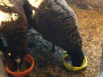 Auf ihrem Hof halten die Sch&auml;fer Tiere der Rasse &bdquo;Zwartbles&ldquo;.