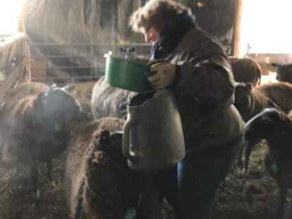 Auf ihrem Hof halten die Sch&auml;fer Tiere der Rasse &bdquo;Zwartbles&ldquo;.