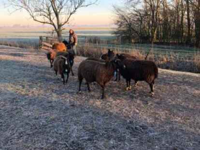 Auf ihrem Hof halten die Sch&auml;fer Tiere der Rasse &bdquo;Zwartbles&ldquo;.