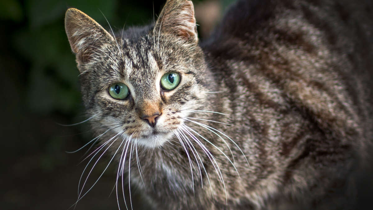 Was passiert, wenn Katzen überfahren werden?