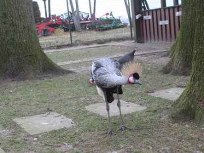 Auf ihrem Grundst&uuml;ck halten sich Verona und Horst Lenz Tiere.
