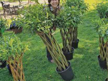 ufopflanze standort draußen Pilea Ufopflanze kaufen – Green Me Up main image 0