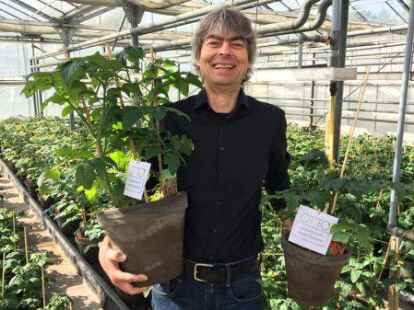 <p>Stefan Tinneberg produziert die neue Oldenburger Top-Tomate &bdquo;OTTO&ldquo;.</p>