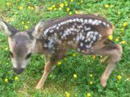 Der junge Rehbock wird aufgep&auml;ppelt. (Bild: Wilmering)