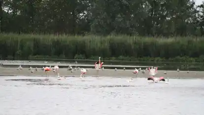 Flamingos in Dangast in der N&auml;he des Hafens.