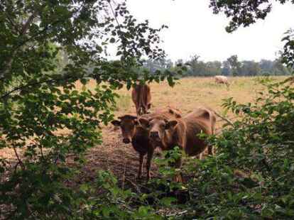 Im Nordenholzer Moor sieht man auch K&uuml;he.