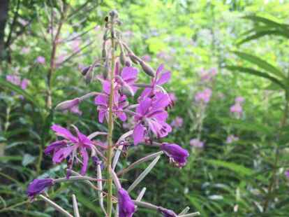 Beim Wandern entdeckt man viele Pflanzen.