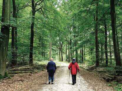 Durch den Wald: Im Reiherholz kamm man gro&szlig;e Runden drehen.