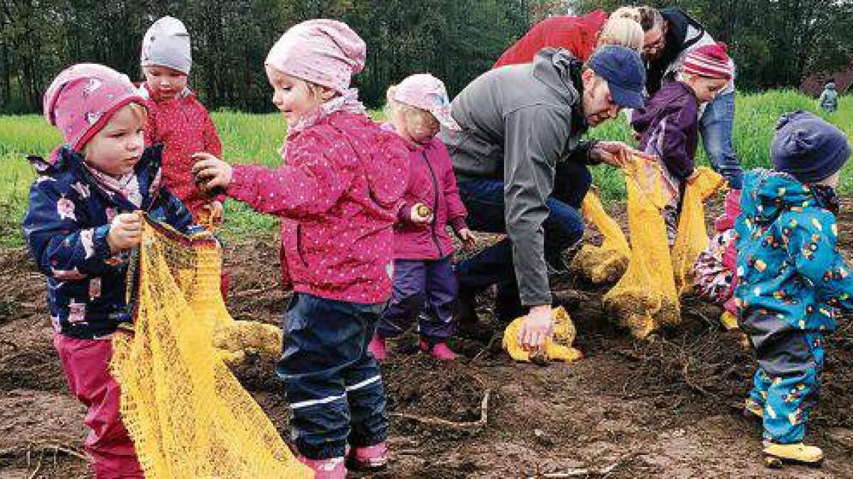 Elacker Buntes Gewusel auf dem Kartoffelacker