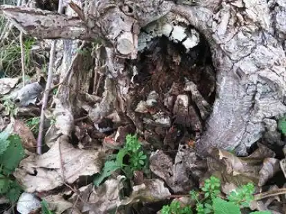 Mehrere B&auml;ume im Bereich M&uuml;llschart weisen teils starke M&auml;ngel auf. Gut zu erkennen ist an diesem Exemplar die F&auml;ule und Zersetzung des Holzkernes am Stammfu&szlig;.