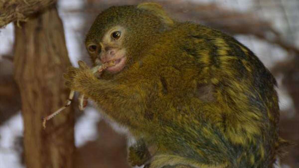 Fingeraffe Zwergseidenäffchen im Rekordalter