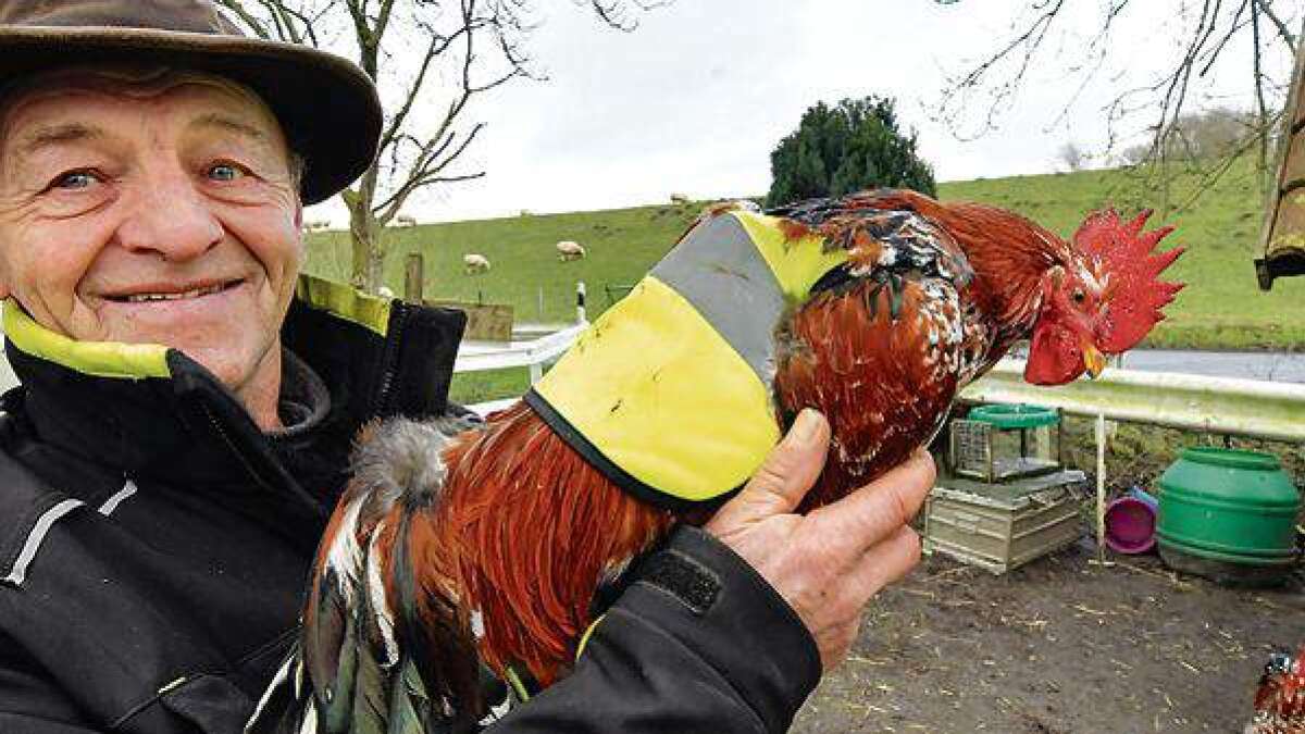 In Ostfriesland tragen Hühner Warnwesten
